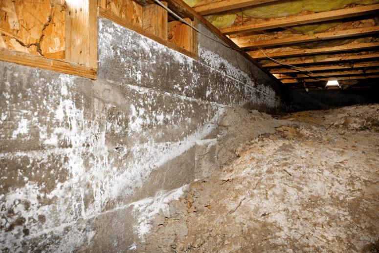 Mold on the walls of a crawl space