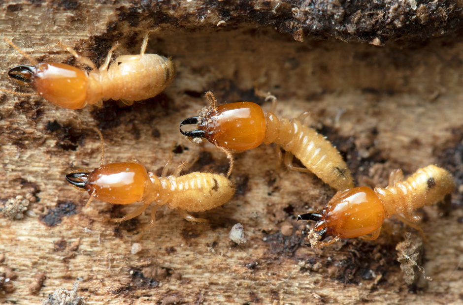 Termites crawling along wood. Termites are attracted to damp crawl spaces